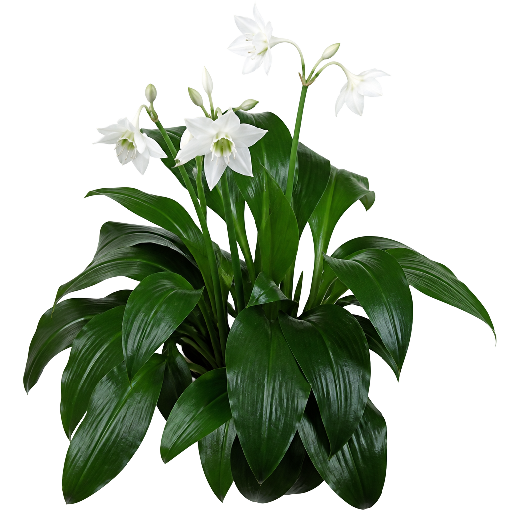 Amazon Lily (Eucharis amazonica)