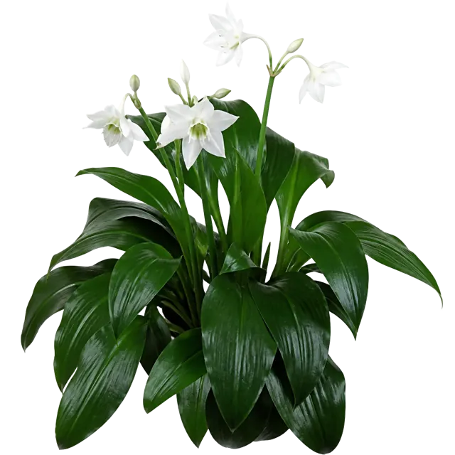 Amazon Lily (Eucharis amazonica)