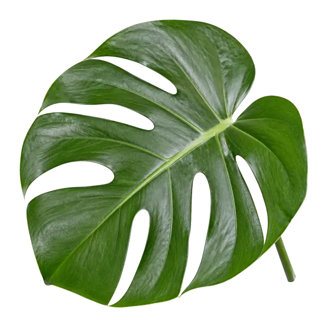 Monstera Deliciosa leaf