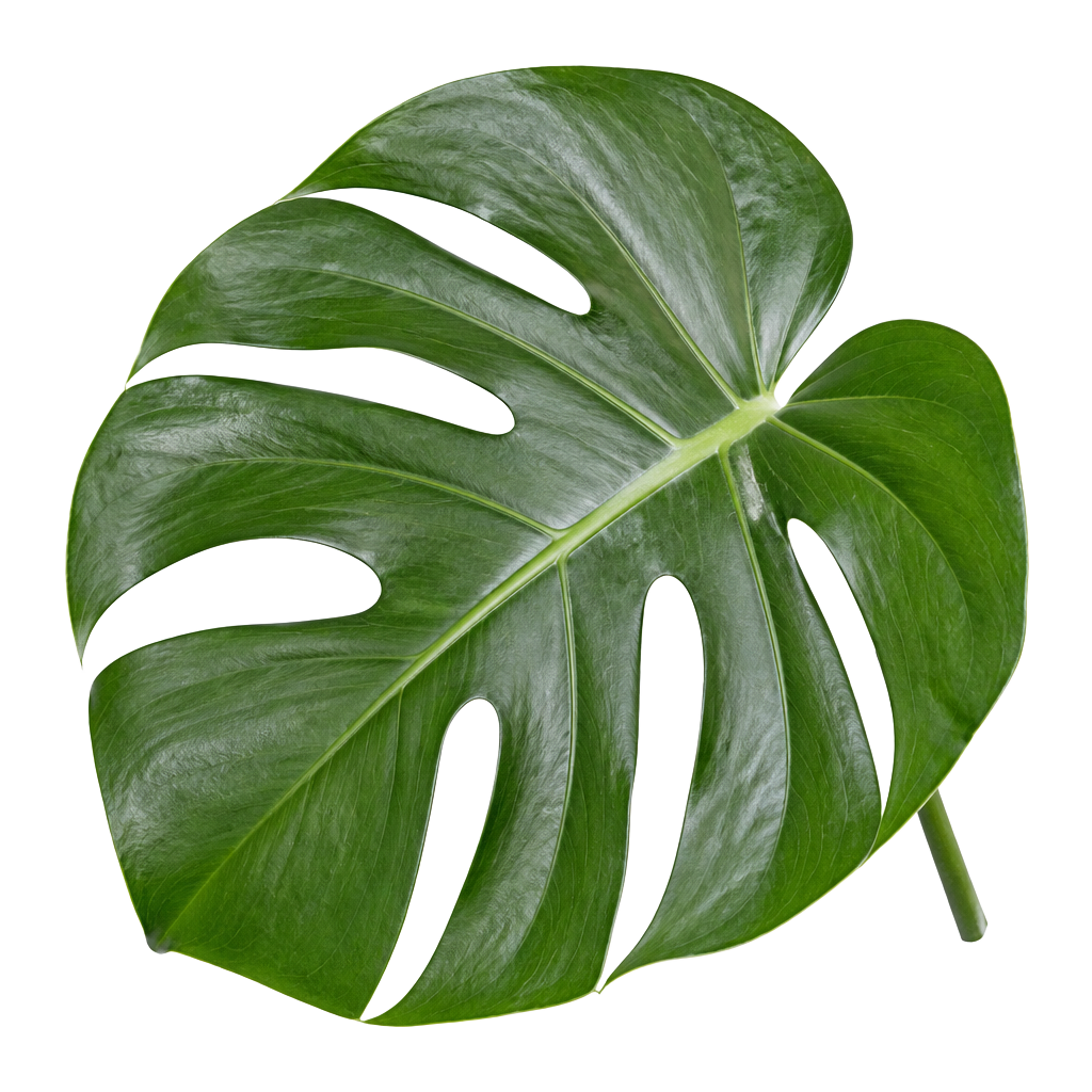 Monstera Deliciosa leaf